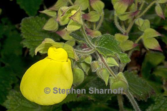 calceolaria tomentosa 2 graphic